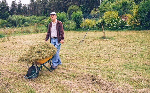 Portrait of senior man carrying wheelbarrow with dry hay on a field