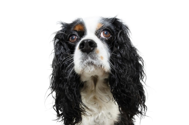 Portrait serious and attentive cavalier spaniel charles king looking Isolated on white background