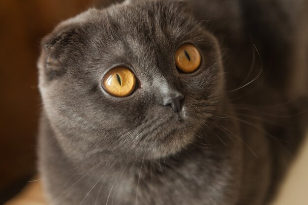 Portrait of serious gray scottish fold cat sitting on sofa