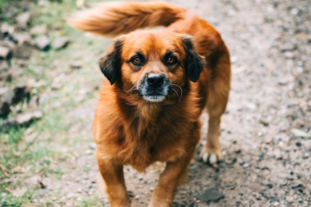 Portrait of serious street dog looking on camera.