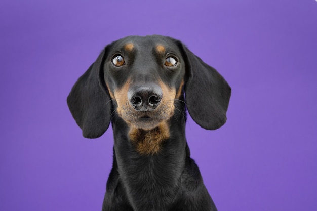 Portrait serious teckel dog Isolated on purple colored background