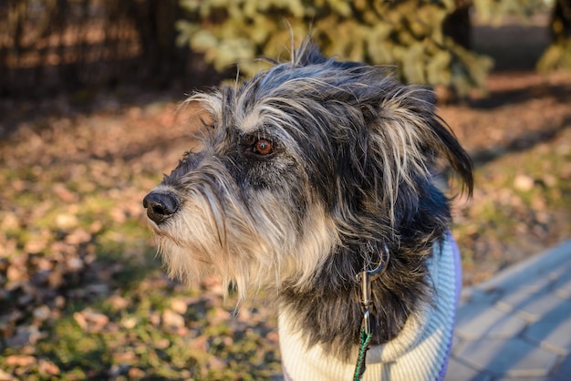 Portrait of a shaggy dog mongrel on a walk