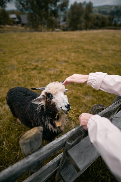 Portrait of a sheep with a bell on the neck Sheep on a beautiful landscape background Mountain landscape after the rain