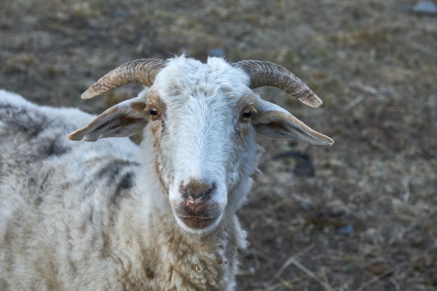 Portrait of sheep