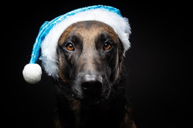 Portrait of a Shepherd dog in a Santa Claus hat isolated on a black background