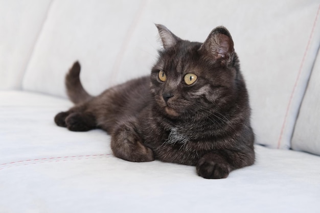 Portrait of shorthair grayblue domestic cat with big yellow eyes a Scottish Grey tabby cat Adorable pet with a green houseplant British shorthair grey cat with big wide open orange eyes