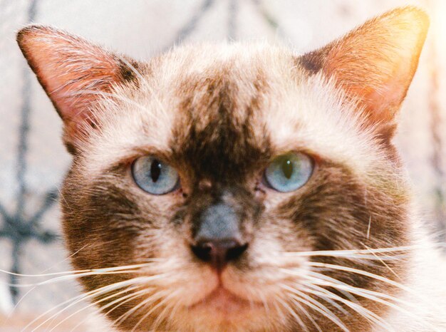 Portrait of Siamese cat looking at camera brown fur and blue eye animal pet