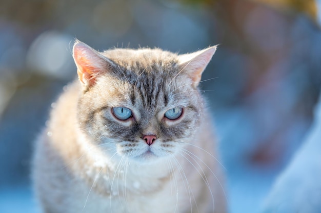 Portrait of the Siamese cat outdoors in winter