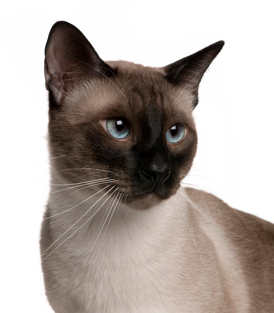 Portrait of Siamese cat,  year ,