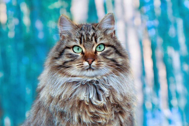 Portrait of Siberian cat outdoor