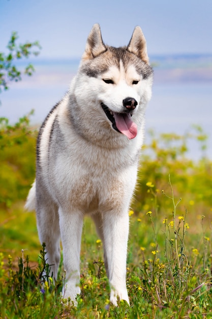 Portrait of a Siberian Husky. Close-up. dog is standing on the grass. Landscape. Background river.