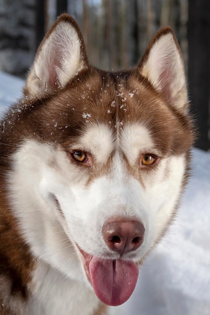 Portrait Siberian husky dog closeup Red muzzle husky dog