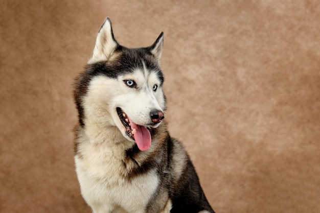 Portrait of a Siberian husky looking to the side on a vintage background