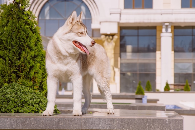 Portrait of Siberian Husky