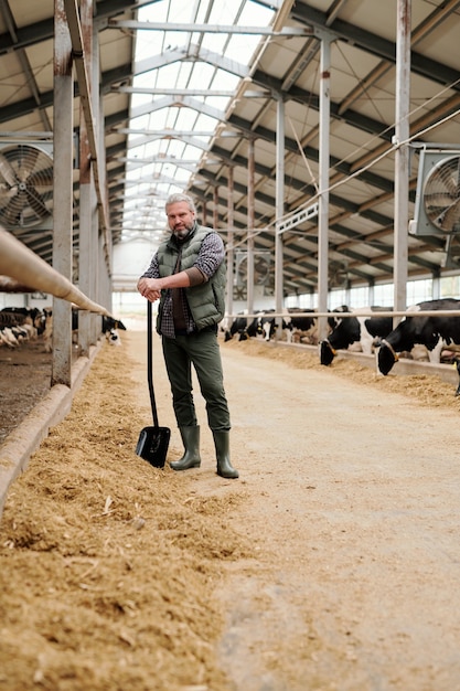 Portrait of skilled handsome farmer with gray beard standing with shovel while preparing hay for cows