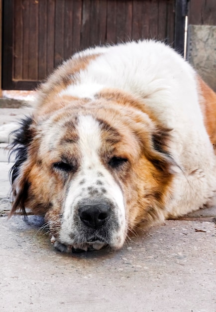 Portrait of a sleeping dog resting its head on its paws.