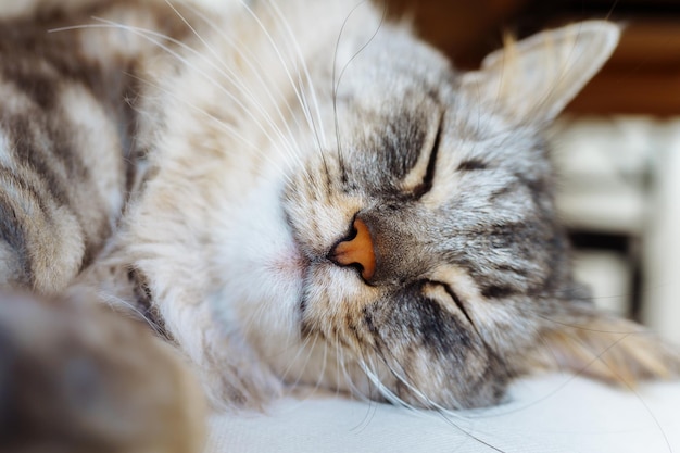 Portrait sleeping fluffy gray cat