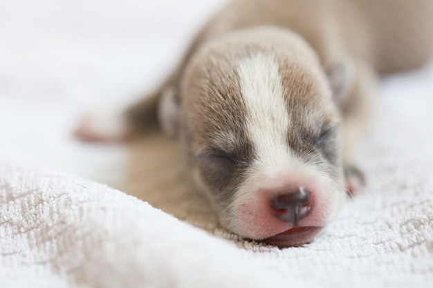 Portrait of a sleeping puppy cute baby dog just born sleep on white towel, beautiful cute pet in the human house