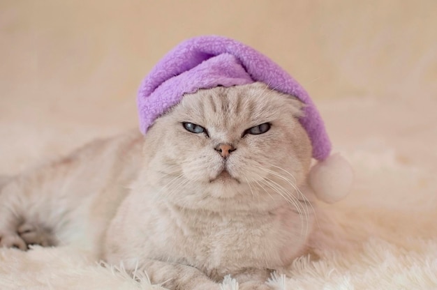 Portrait of sleepy cat in pajamas sleeping with an alarm clock on white blanket A lazy cat does not want to wake up early on Monday morning Concept of early awakening in morning Selective focus