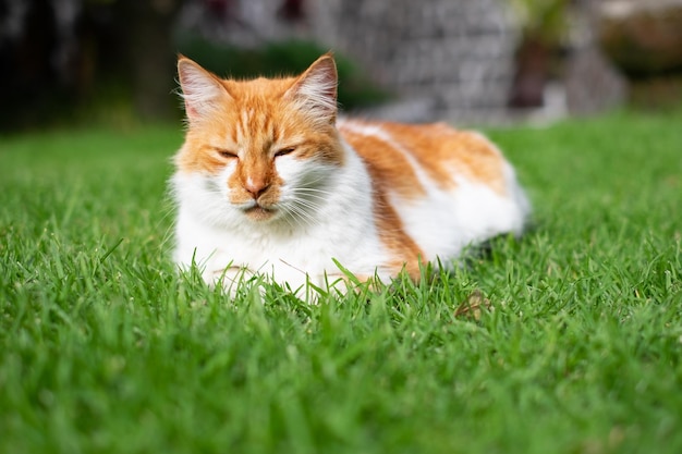 Portrait of a sleepy fluffy orange and white cat lying in the green meadow with closed eyes