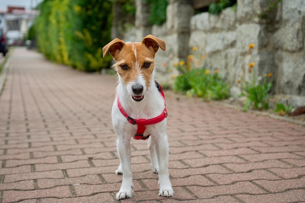 Portrait of small cute dog walking at city street