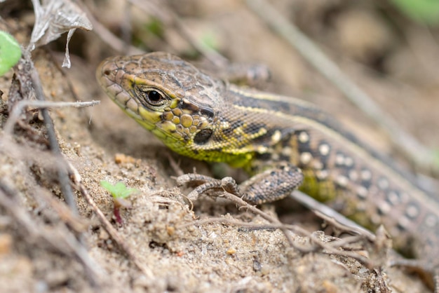 Portrait Of A Small Green Lizard On The Ground