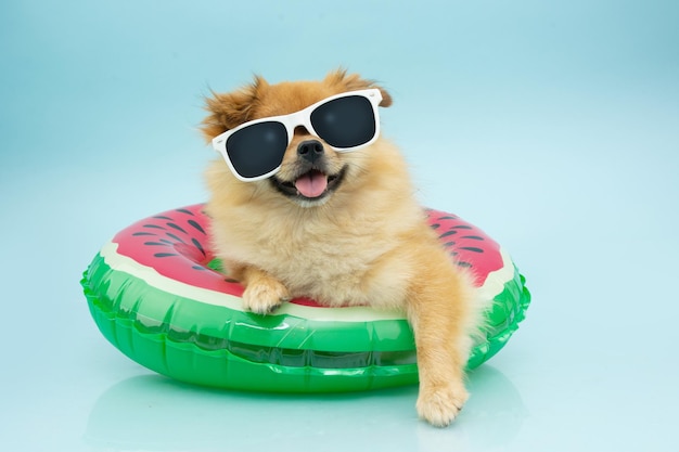 Portrait small pomeranian dog going on vacations on summer inside of an  watermelon inflatable. Isolated on blue background