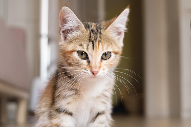 Portrait of a small tricolor cat A mongrel kitten sits on the floor