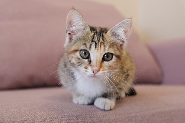 Portrait of a small tricolor cat A mongrel kitten sits on the sofa