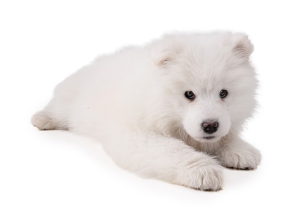 Portrait of a Smaoyed puppy on a white wall