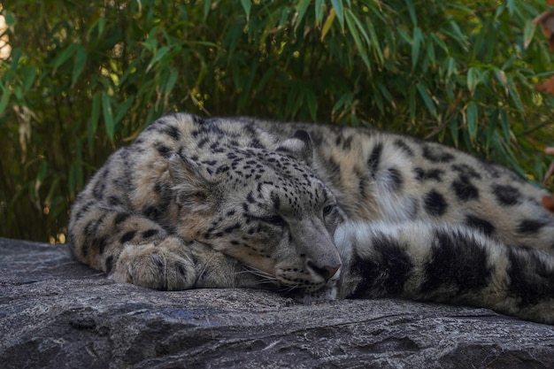 Portrait of a snow leopard Panthera uncia while sleeping on a rock