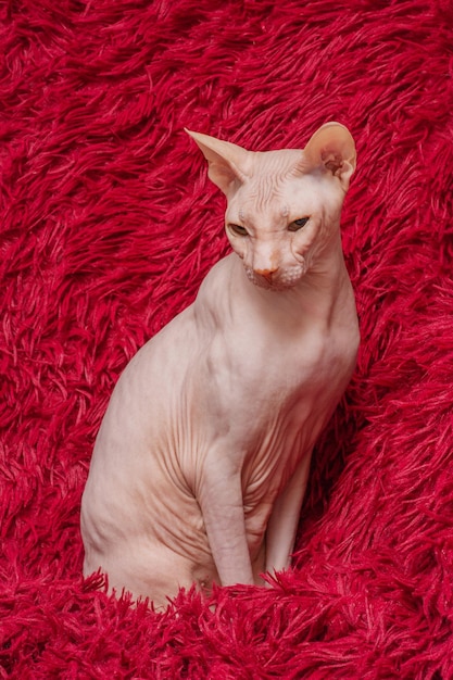 Portrait of a sphinx on a red blanket Adult purebred domestic cat