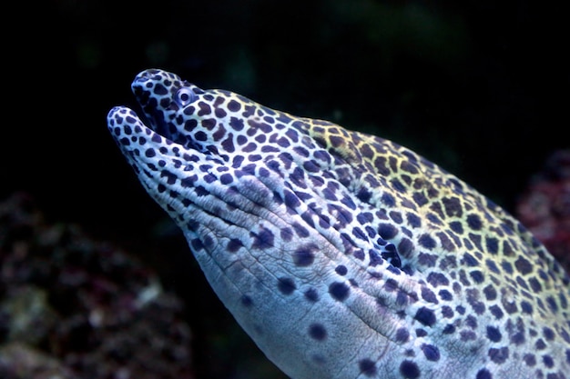 Portrait of a spotted moray eels closeup