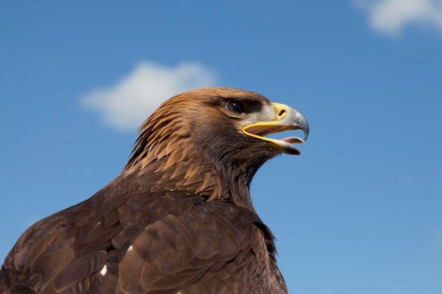 Portrait of a Steppe eagle