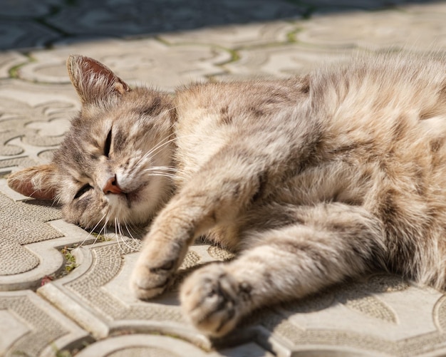 Portrait of a stray cat lying sleeping on pavement