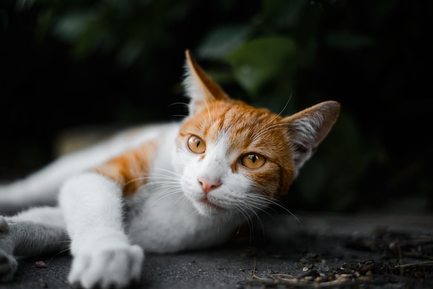 portrait of a street cat close up