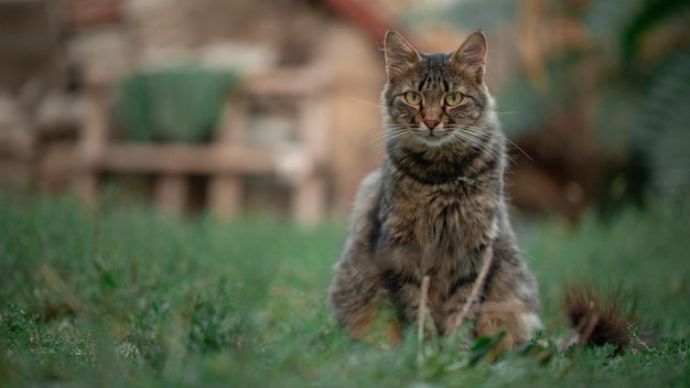 Portrait of a street cat