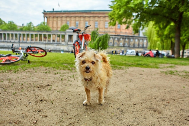 Portrait of a street dog interested in the camera