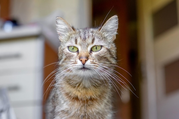 Portrait of a striped cat in the kitchen on a blurred background