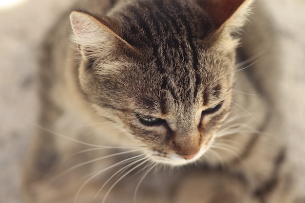 portrait of a striped domestic cat posing on a sunny day outdoors