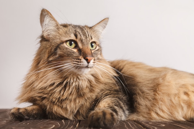 Portrait of a striped fluffy cat. Gray striped cute cat lying