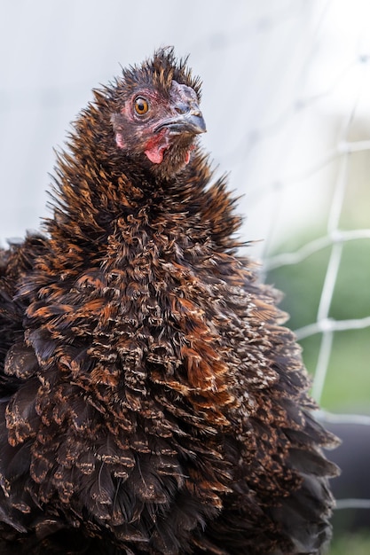 Portrait of stubby and bristling young rooster