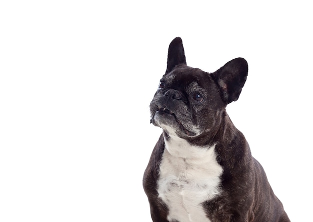 Portrait in Studio of a cute bulldog 