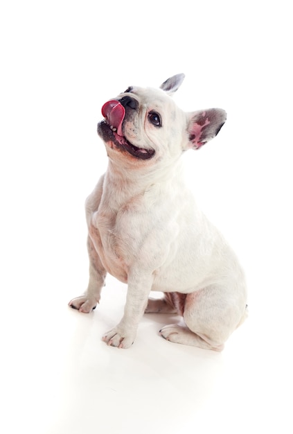 Portrait in Studio of a cute bulldog 