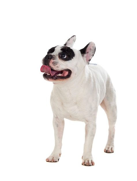 Portrait in Studio of a cute bulldog 