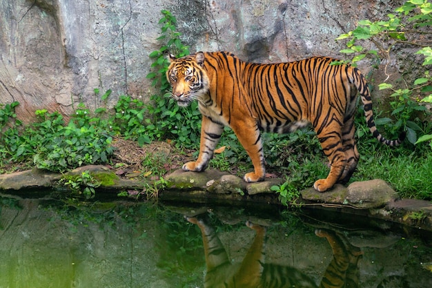 portrait of a sumatran tiger