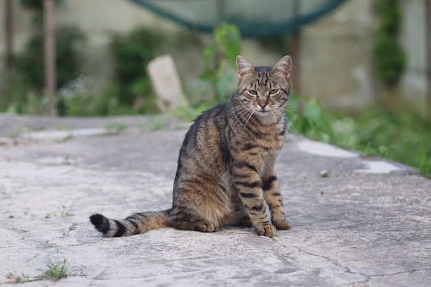 portrait of a tabby cat an adult tabby cat sits on concrete severe cat