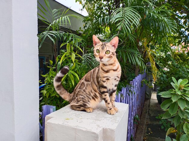 Photo portrait of tabby cat in yard