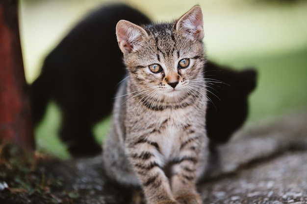 Portrait of tabby kitten outdoors