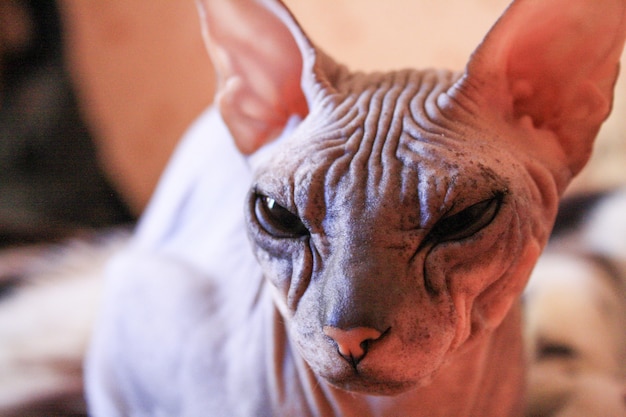 Portrait tabby sphinx kitten, bald cat, small baby cat toddler